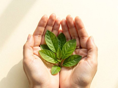 Ingredientes de origen vegetal